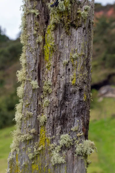 Spanish moss (Tillandsia usneoides) is an epiphytic flowering plant that grows upon large trees in tropical climates. Here it grows on a wooden post (wood stake). Choconta, Cundinamarca, Colombia.