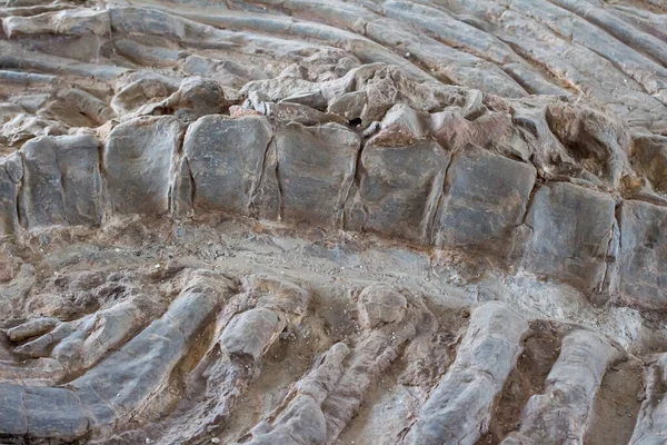 Detail of the fossil skeleton of a Kronosaurus (looking like a crocodile) found around Villa de Leyva, Boyaca, Colombia.