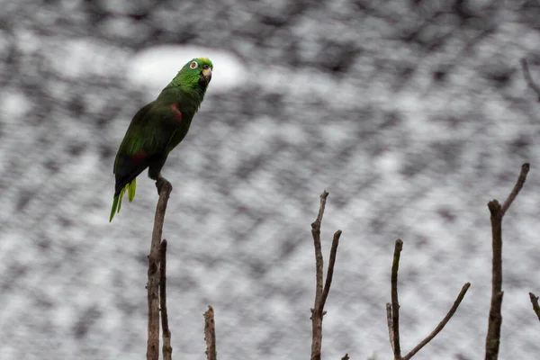Amazona ochrocephala or yellow crowned parrot (which is a green parrot) on the branch of a leafless tree, through a crop protection net for agriculture, Tenjo, Cundinamarca, Colombia.