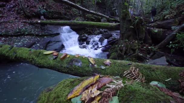 Images Forêt Avec Mouvement Poupée Coulissante Sur Arbre Tombé — Video