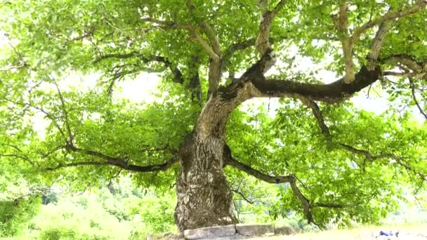 一棵古老的树 向上的摄像机倾斜的运动 — 图库视频影像