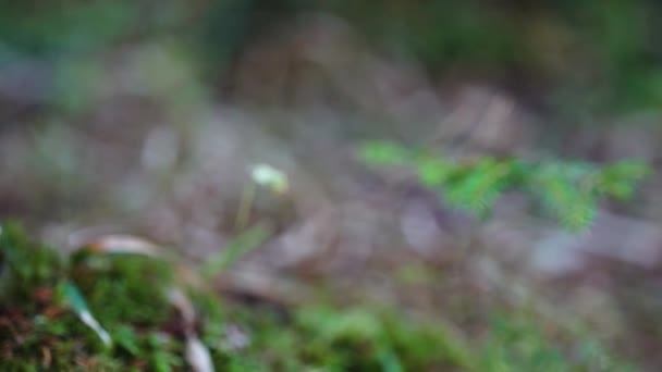 一个野生蘑菇生长在森林里的4K段镜头 它的运动更加滑溜 — 图库视频影像