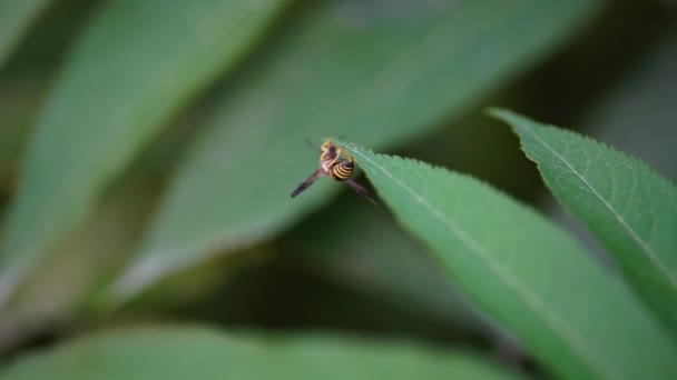 Shot Wasp Sitting Grass — Stock Video