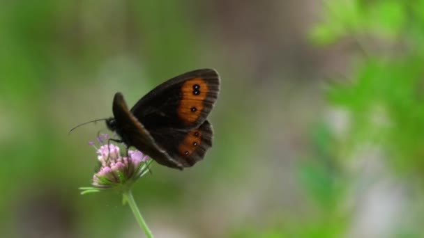 Aufnahme Eines Braunen Schmetterlings Der Über Eine Blume Fliegt — Stockvideo