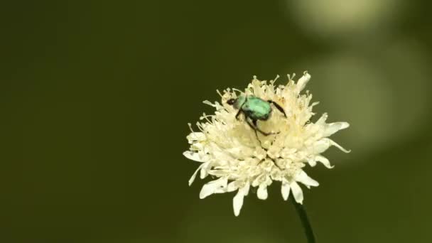 Κοντινό Πλάνο Πράσινου Σκαθαριού Στο Λουλούδι Λιβαδιού — Αρχείο Βίντεο