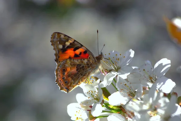 Papillon Assis Dans Prairie — Photo