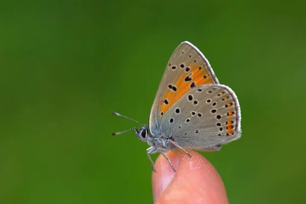 Метелик Сидить Руці — стокове фото