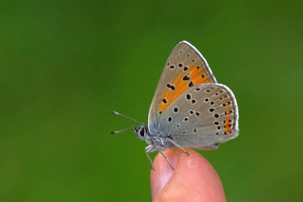 Mariposa Sentada Mano — Foto de Stock