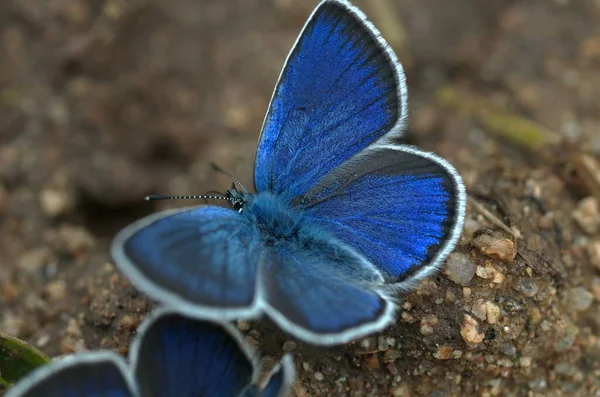 Papillon Assis Dans Prairie — Photo