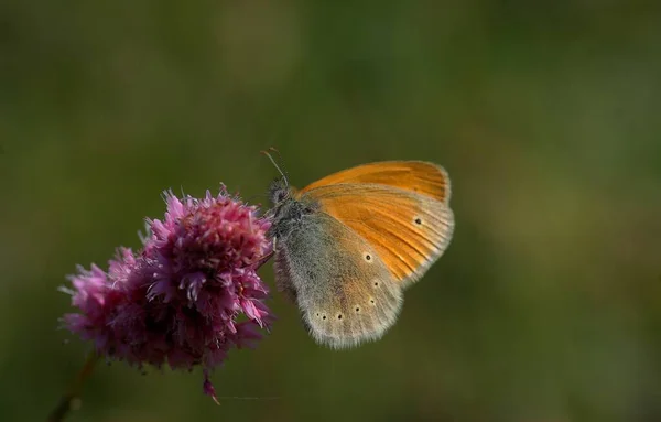 Papillon Assis Dans Prairie — Photo