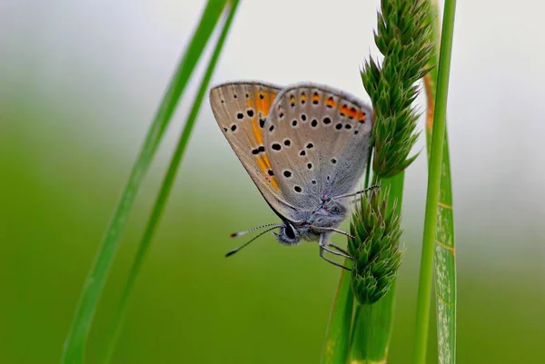 Papillon Assis Dans Prairie — Photo