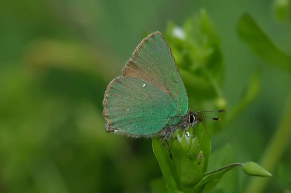 Papillon Assis Dans Prairie — Photo