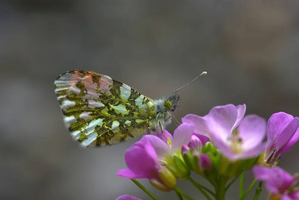 Papillon Assis Dans Prairie — Photo