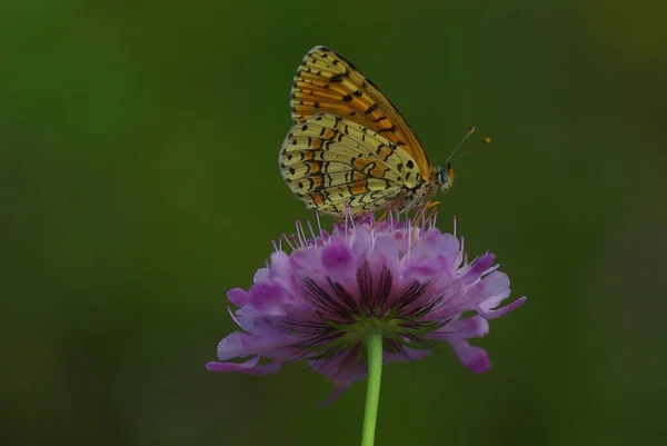 Метелик Сидить Лузі — стокове фото