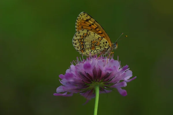 Papillon Assis Dans Prairie — Photo