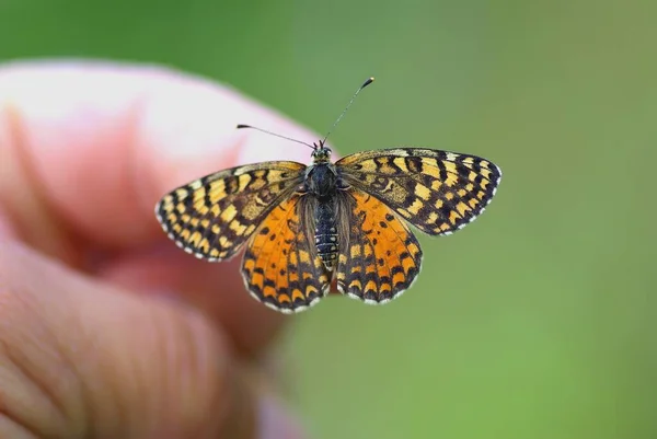 Papillon Assis Sur Main — Photo