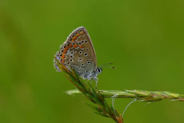 Papillon Assis Dans Prairie — Photo