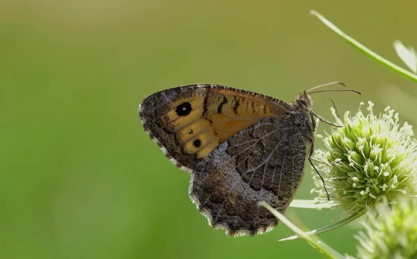 Papillon Assis Dans Prairie — Photo