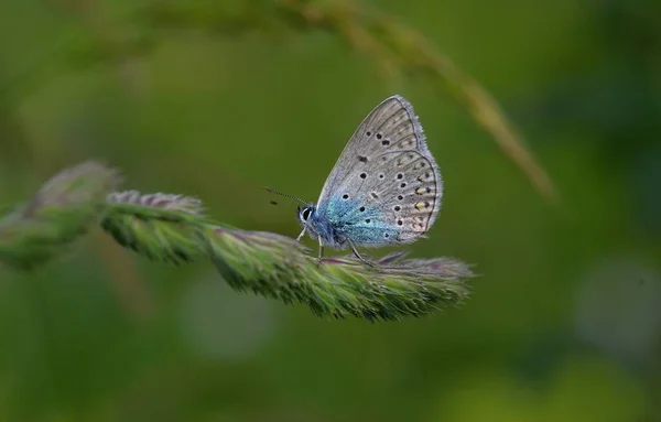 Una Mariposa Sentada Prado — Foto de Stock