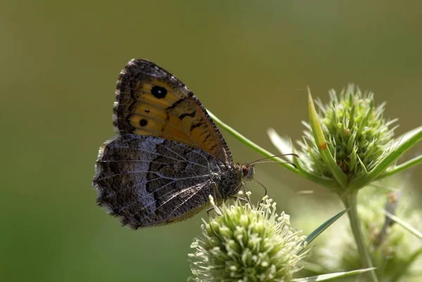 Papillon Assis Dans Prairie — Photo