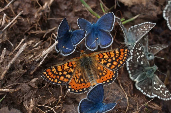 Papillon Assis Dans Prairie — Photo