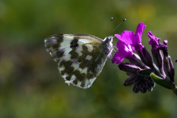 Papillon Assis Dans Prairie — Photo