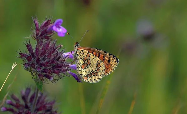 Papillon Assis Dans Prairie — Photo