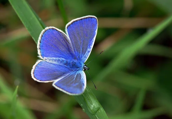 Papillon Assis Dans Prairie — Photo