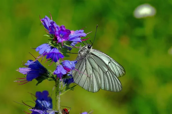 Papillon Assis Dans Prairie — Photo