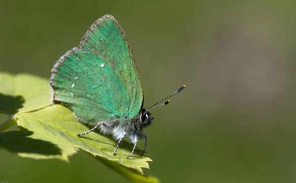 Papillon Assis Dans Prairie — Photo