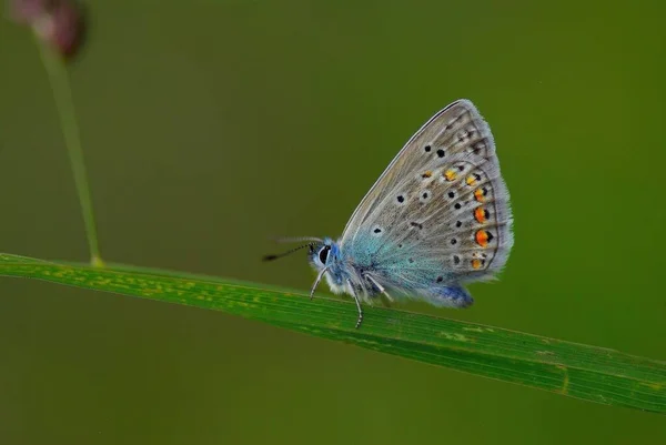 Papillon Assis Dans Prairie — Photo