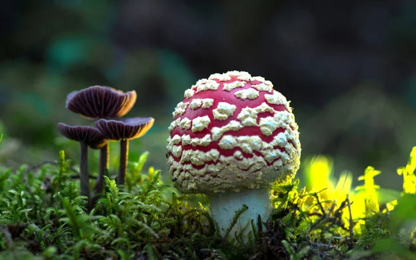 Algunos Estos Hongos Que Crecen Varios Colores Son Venenosos — Foto de Stock