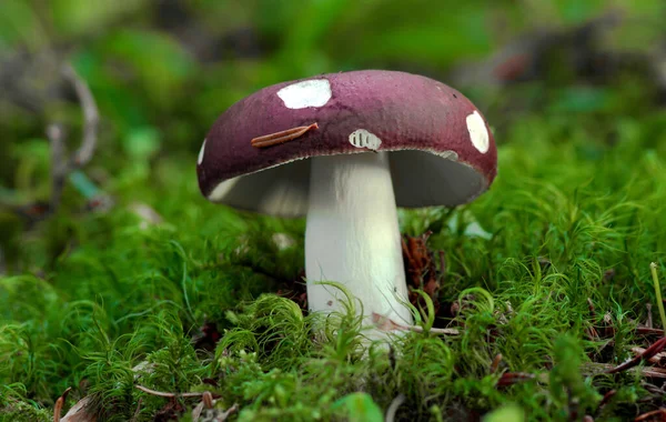 Some Mushrooms Which Grow Various Colors Poisonous — Stock Photo, Image