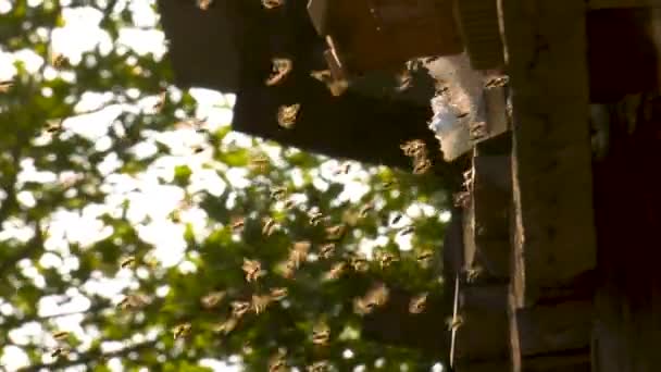 Caucasian Special Breed Bees Flying Front Hives Footage — Stock Video