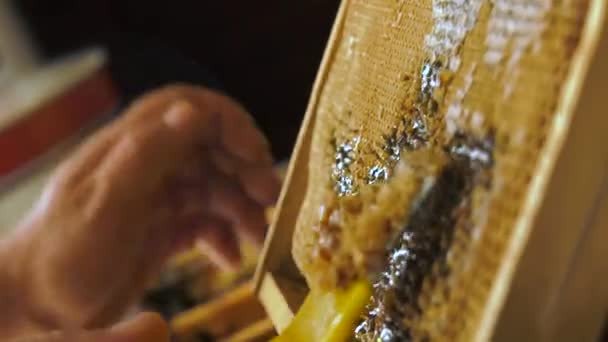 Bal Peteğinin Gözenekleri Bir Çatalla Açılır Görüntü — Stok video