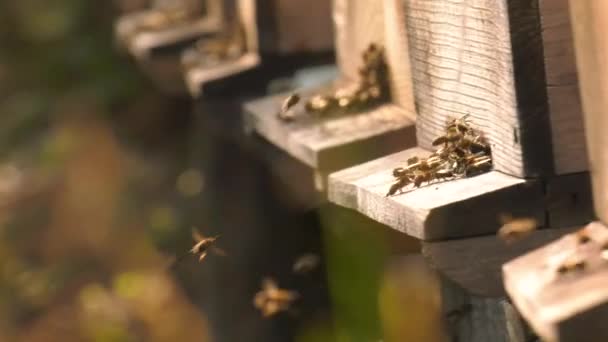 Кавказькі Бджоли Спеціальної Породи Літають Перед Вуликами Кадри — стокове відео