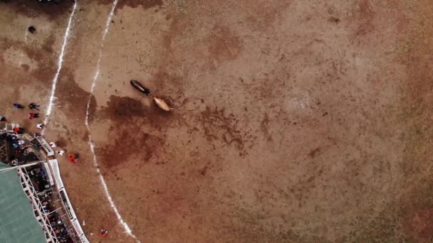 Wütender Stier Kämpft Mit Seinem Rivalen Luftaufnahmen Kaukasisches Festival Der — Stockvideo