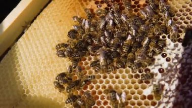 4K Arıcı, balmumundaki kraliçe arıyı işaret ediyor..