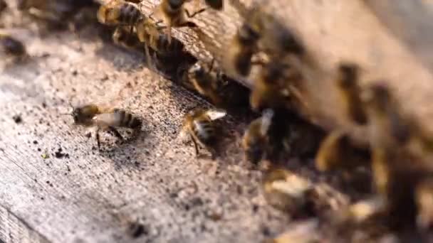 Kafkas Özel Arıları Kovanların Önünde Uçuyor — Stok video