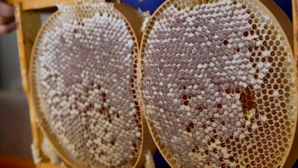 Peine Natural Miel Producido Por Abejas Sin Aditivos — Vídeos de Stock