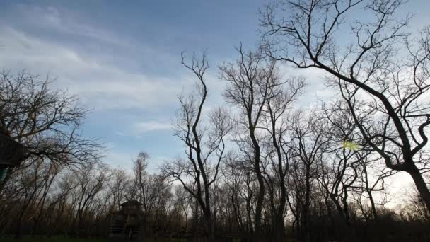Boa Tarde Árvores Céu Azul Nuvens Lapso Temporal — Vídeo de Stock