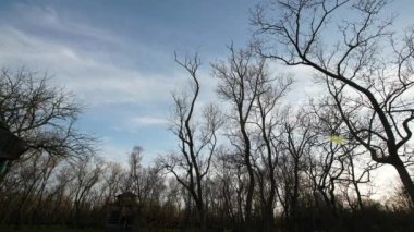 Tünaydın. Ağaçlar. Mavi gökyüzü. Zaman aşımı bulutları.