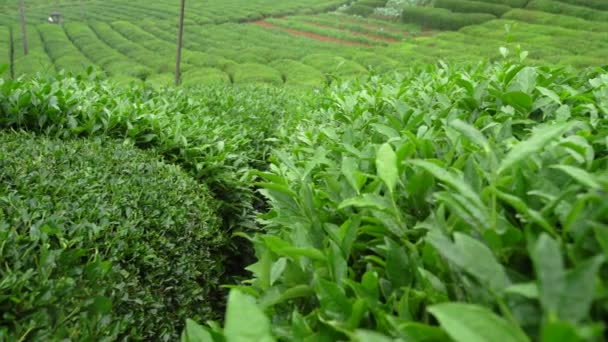 Planta Ceai Cultivată Marea Neagră Timp Ceaiul Este Recoltat Picături — Videoclip de stoc