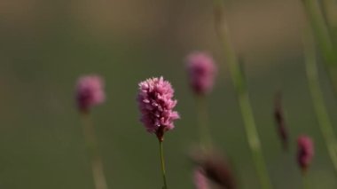 4K çözünürlükte bulanık arkaplanda pembe çiçek