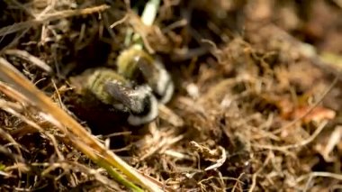 Baharda yeşil ve sarı çimlerde arılar.