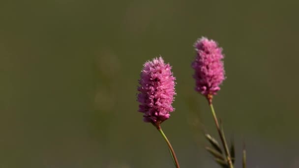 Flor Rosa Sobre Fondo Borroso Resolución — Vídeos de Stock