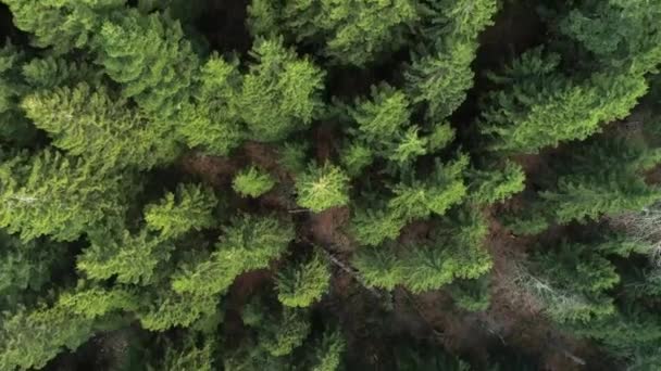 Filmagem Com Câmera Drone Sobre Floresta — Vídeo de Stock