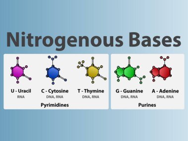 Nitrogenous bases of nucleotides - Uracil, Cytosine, Thymine, Guanine, Adenine biomolecules used in synthesis of RNA and DNA. Biochemistry infographic for chemistry and biology education clipart