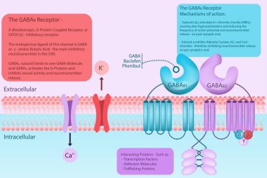 GABA B reseptör diyagramı hücre zarında bağlanma alanları, bağlayıcılar ve aktivite ile ilgili açıklamalarla birlikte. CNS 'deki nörotransmitter' in bilgi, bilim, sağlık vektör çizimi.
