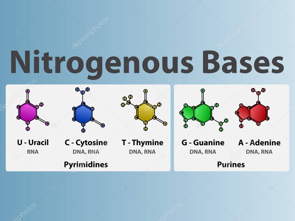 Nitrogenous bases of nucleotides - Uracil, Cytosine, Thymine, Guanine, Adenine biomolecules used in synthesis of RNA and DNA. Biochemistry infographic for chemistry and biology education